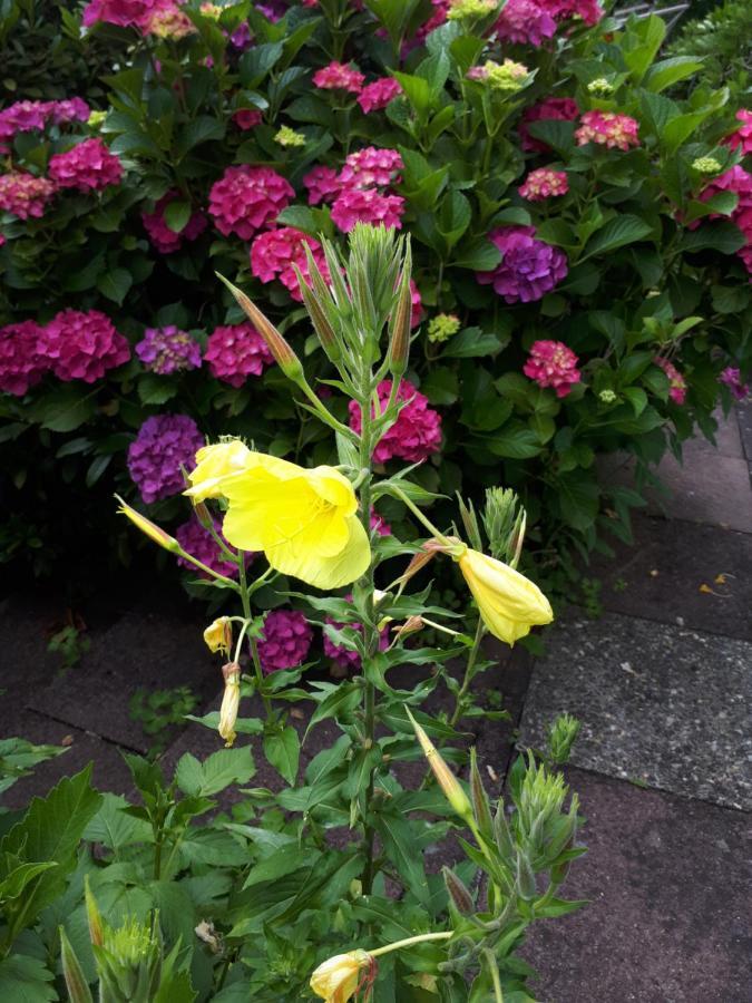 Appartamento Rottgarten Gelnhausen Esterno foto